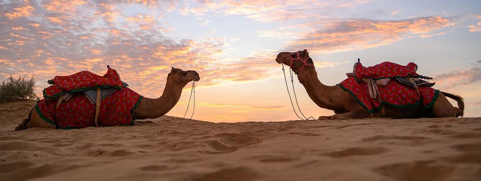camel-safari-in-jaisalmer-khuri-sunset